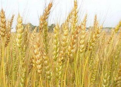 گندم تراریخته 11 درصد عملکرد بالاتری دارد