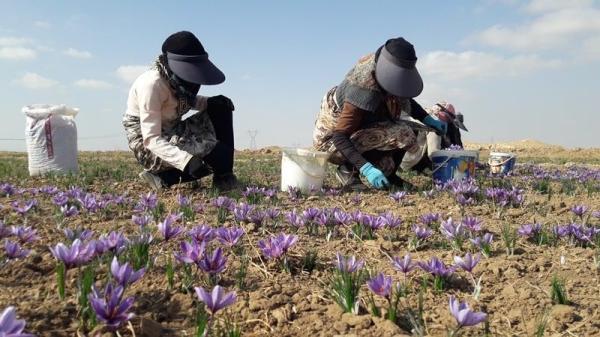 سرانجام برداشت زعفران در نیشابور