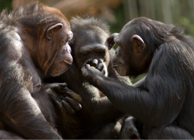 یک یافته شگفت انگیز درباره حرف زدن شامپانزه ها!