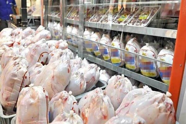 آغاز توزیع مرغ منجمد در بازار ، قیمت مرغ گرم و منجمد