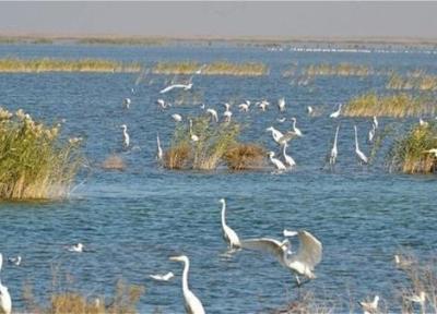ورود سالانه بیش از 400 هزارقطعه پرنده به تالاب های آذربایجان غربی